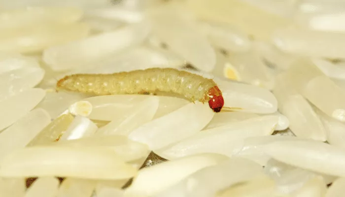 elimine as larvas de cereais